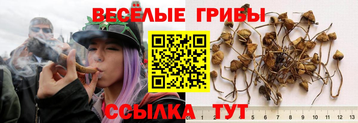 Псилоцибиновые грибы MAGIC MUSHROOMS Можга